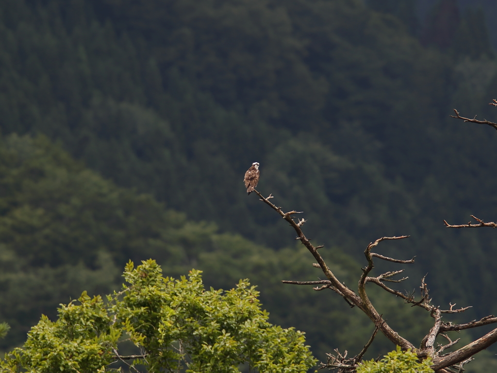 山のミサゴ