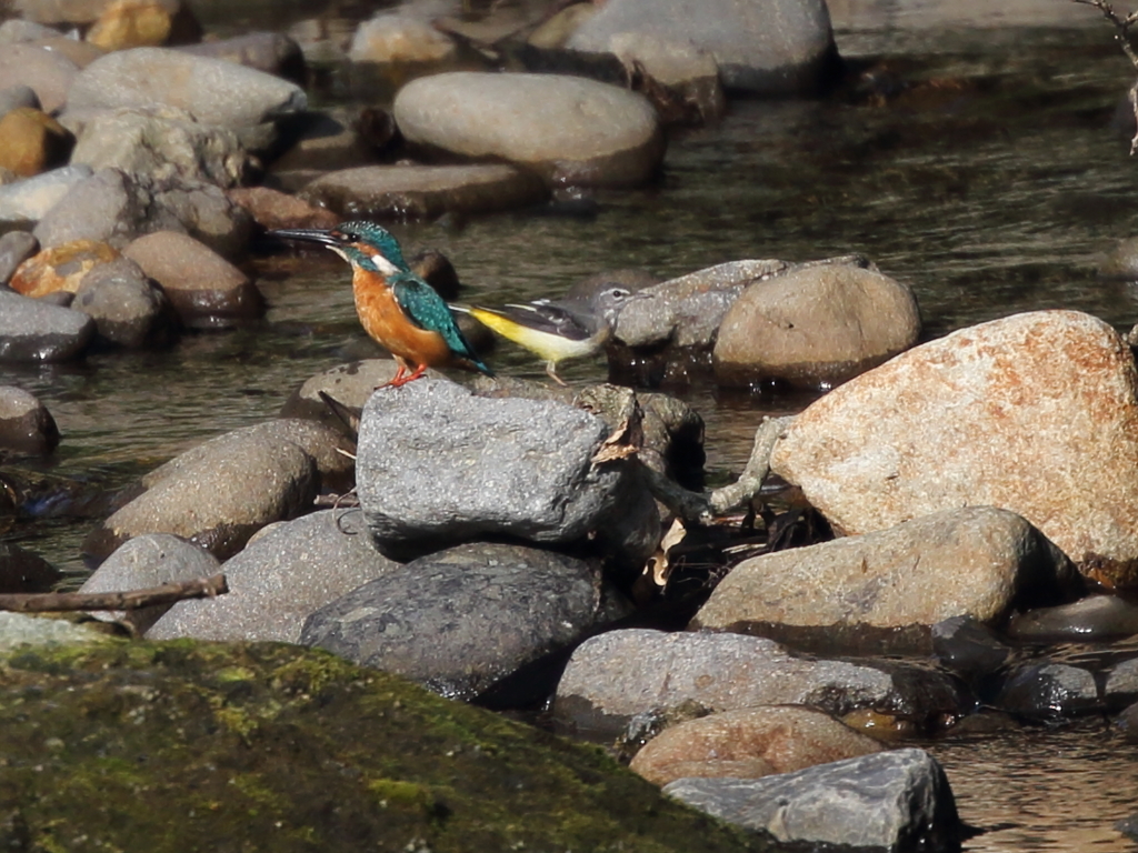 カワセミとキセキレイ