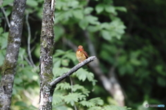 アカショウビン