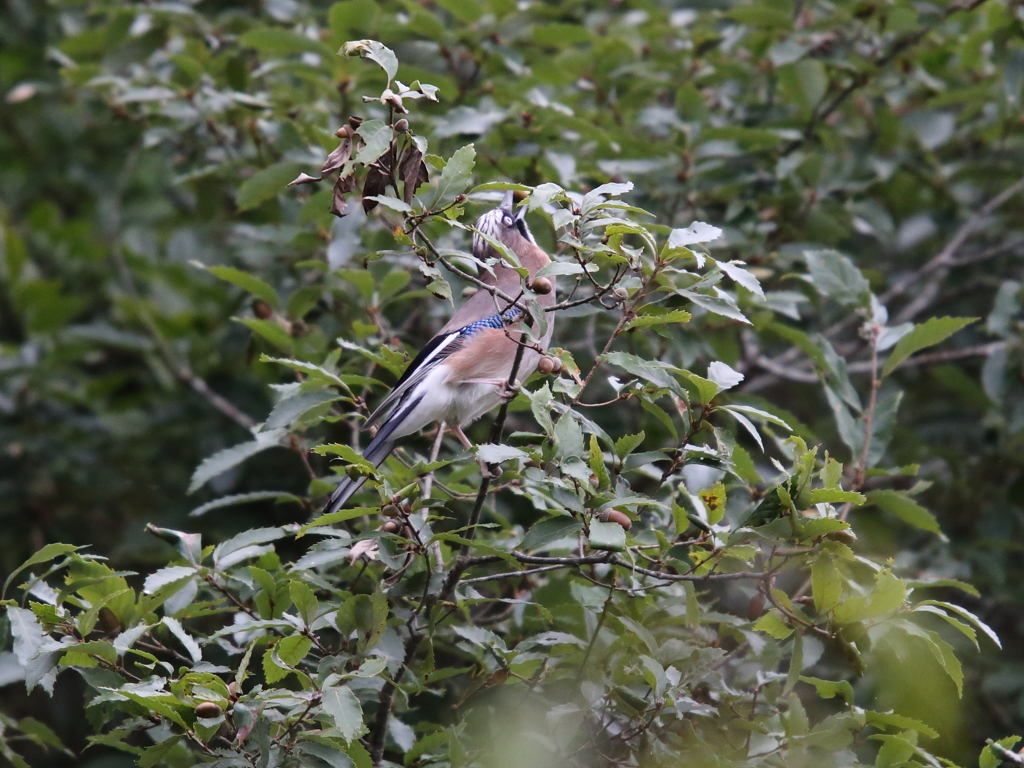 どんぐりとカケス
