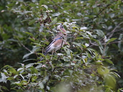 どんぐりとカケス