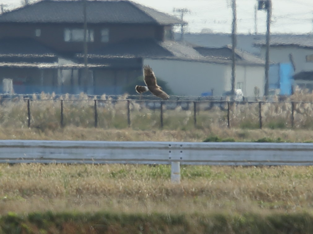 チュウヒ