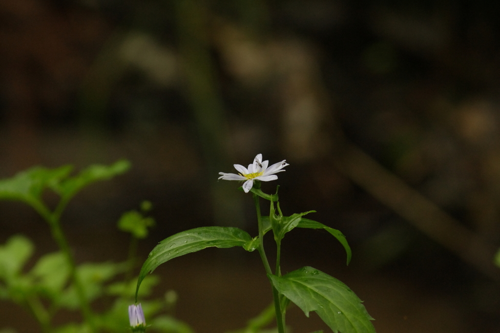 X2エクステンダー