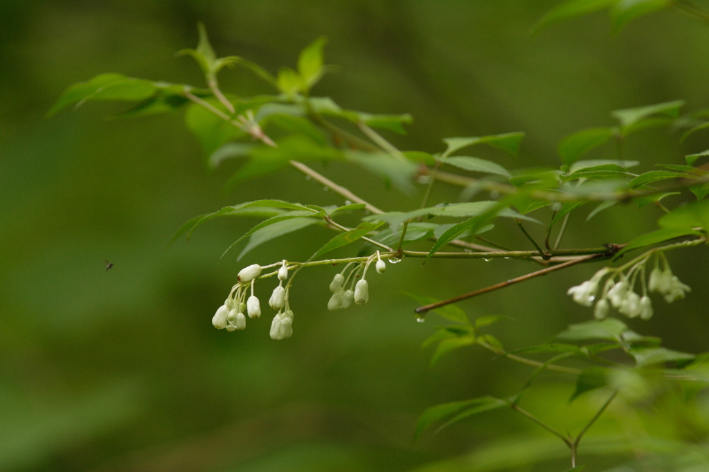 野の花