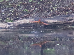 アカショウビン
