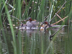 カイツブリ親子