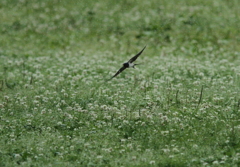 雨に出てくるツバメ
