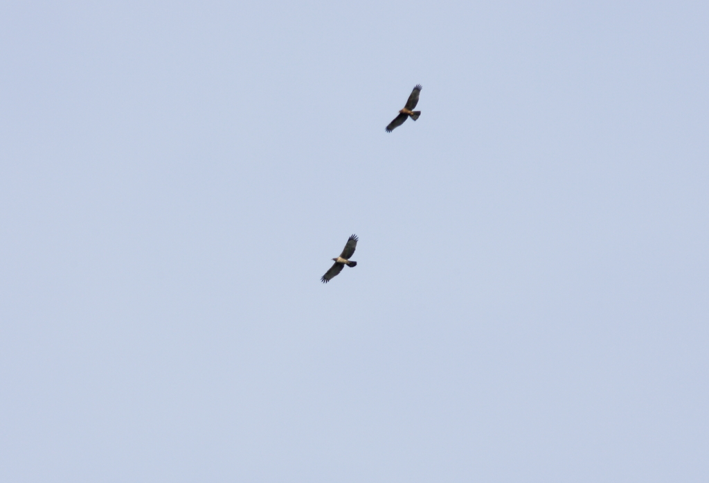 鳥海山遠征　ハチクマ　ランデブー