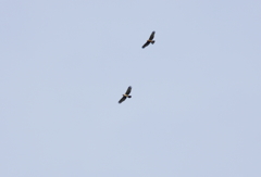 鳥海山遠征　ハチクマ　ランデブー