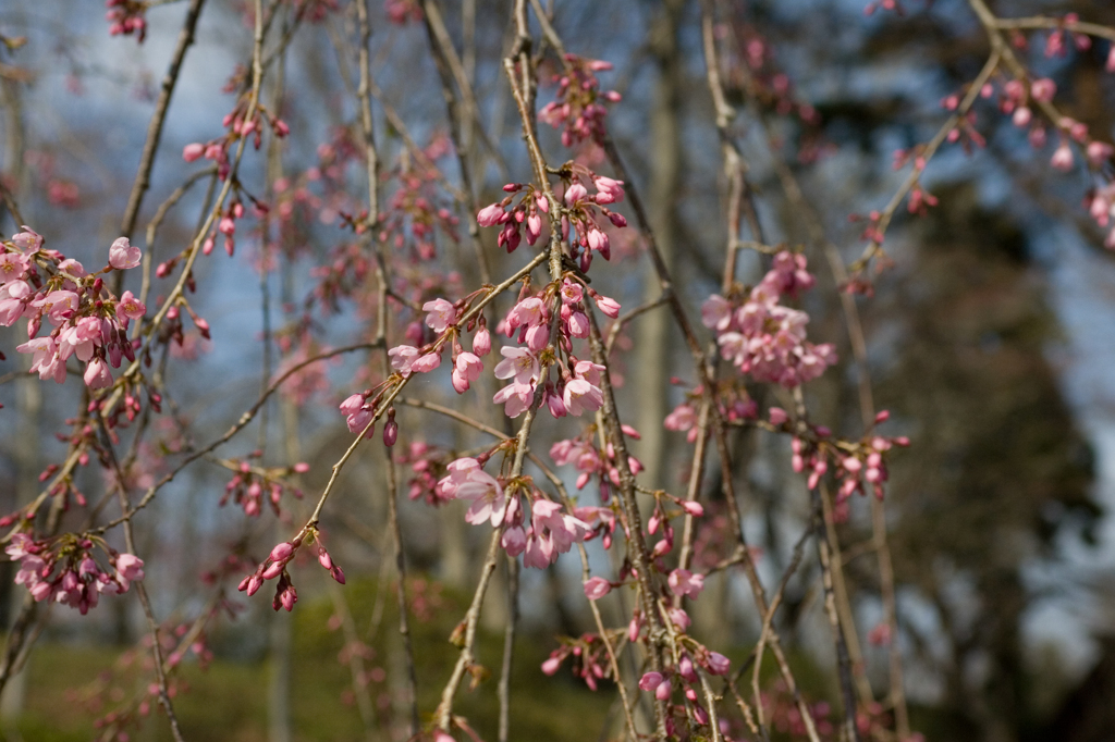 桜　咲き出し