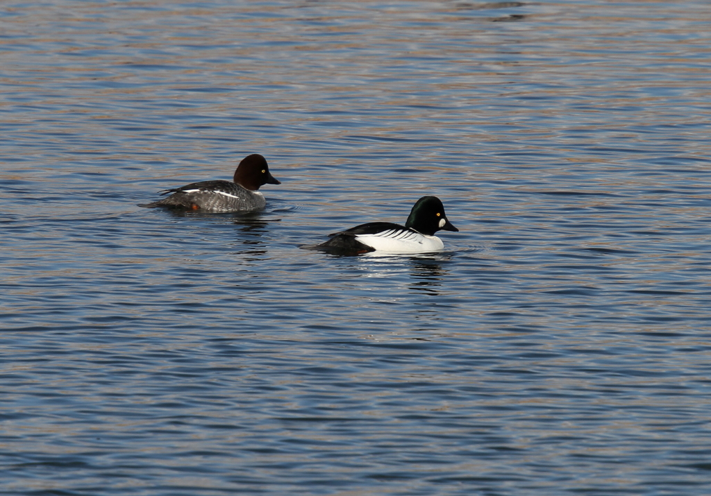 ホオジロガモ　カップル