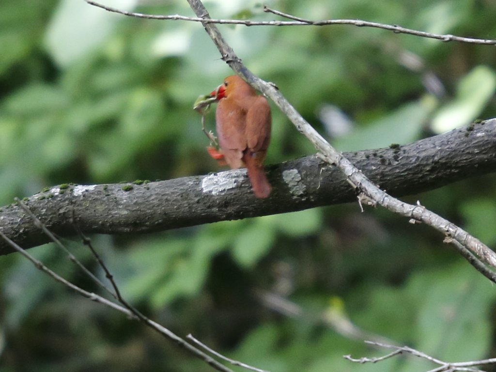 アカショウビン調理中①