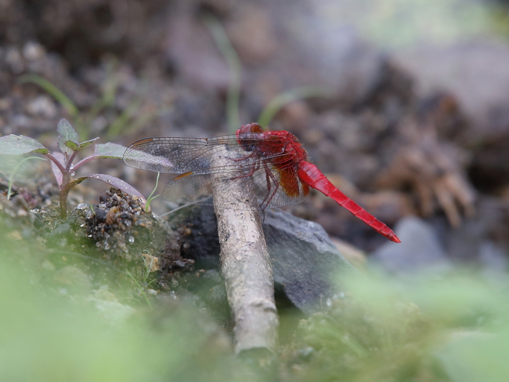 赤トンボ