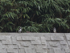 君と僕と鳩