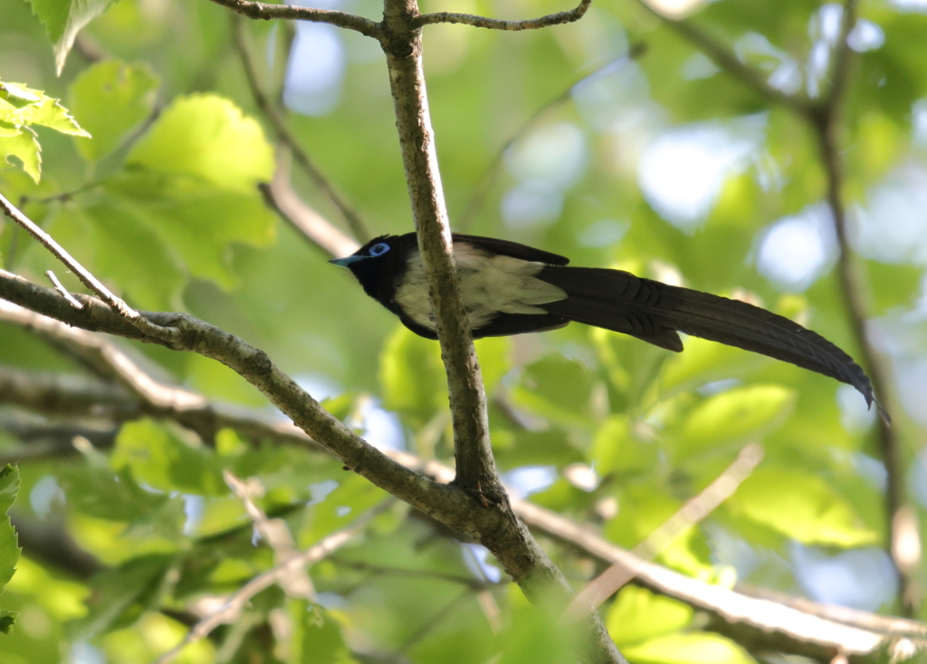 サンコウチョウ