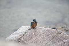 カワセミ物語④