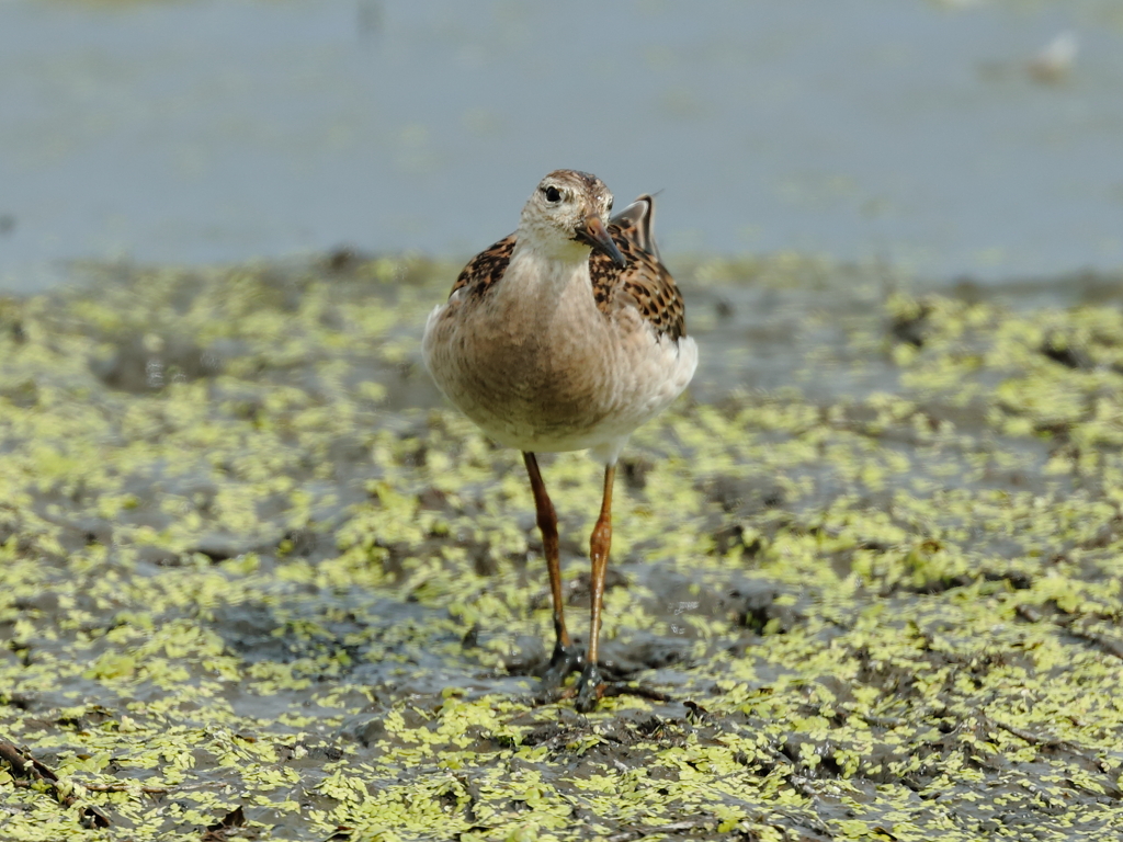 見つめられて・・・