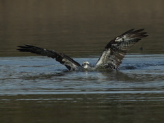 大沼の野鳥