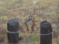 ライチョウ　立山