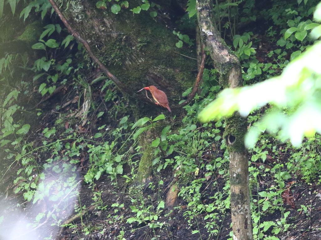 アカショウビン