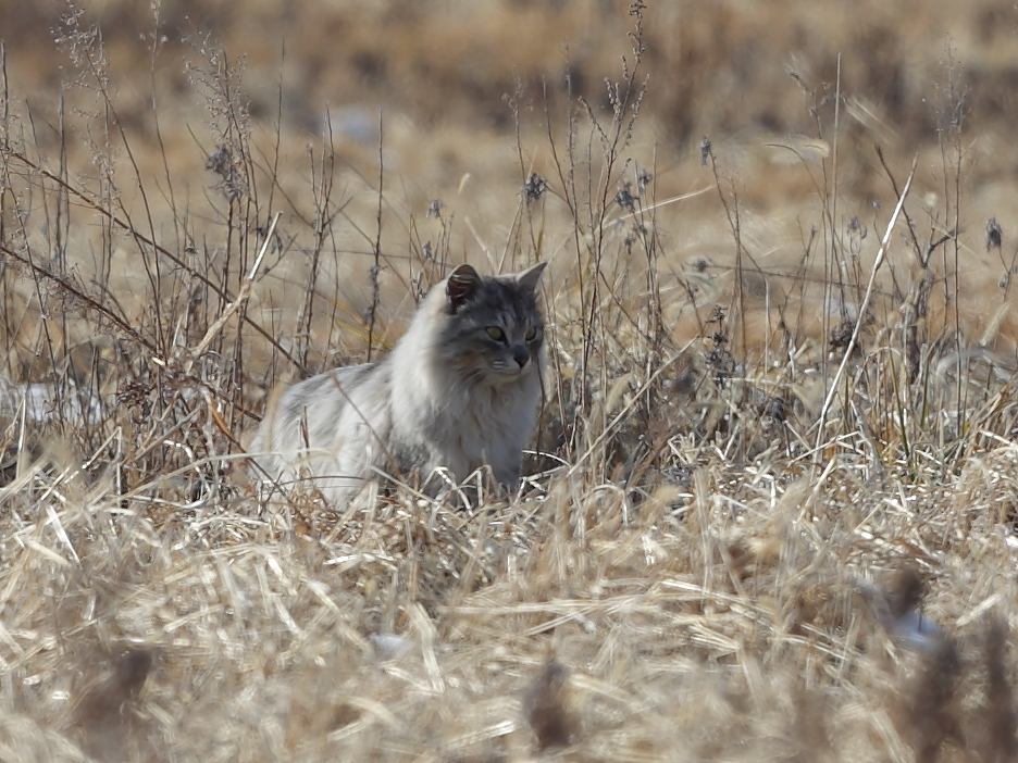 荒野のハンター