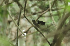 サンちゃんダンス