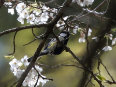 花よりダンゴ