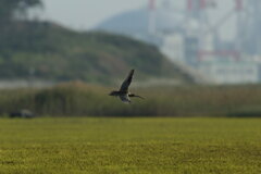 ホウロクシギ