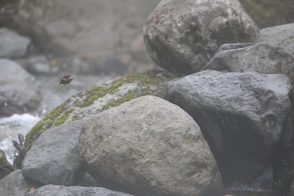 月山ミソサザイ