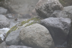 月山ミソサザイ