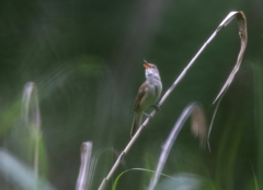 オオヨシキリ