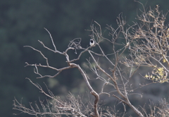 セグロセキレイ