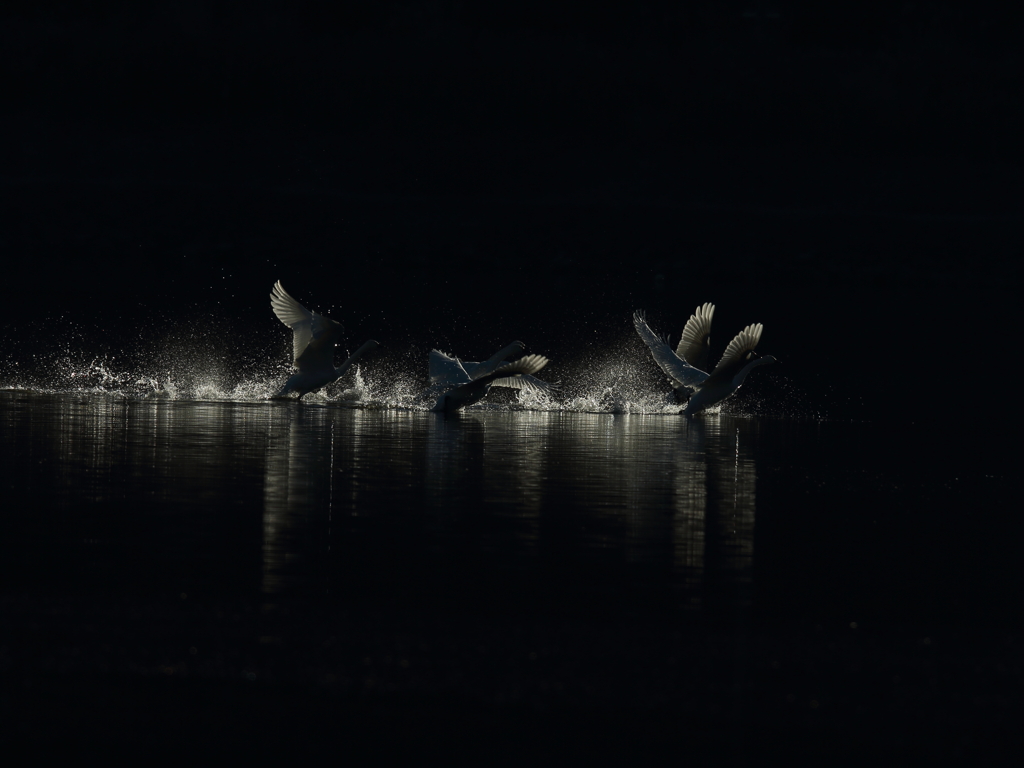 白鳥の沼