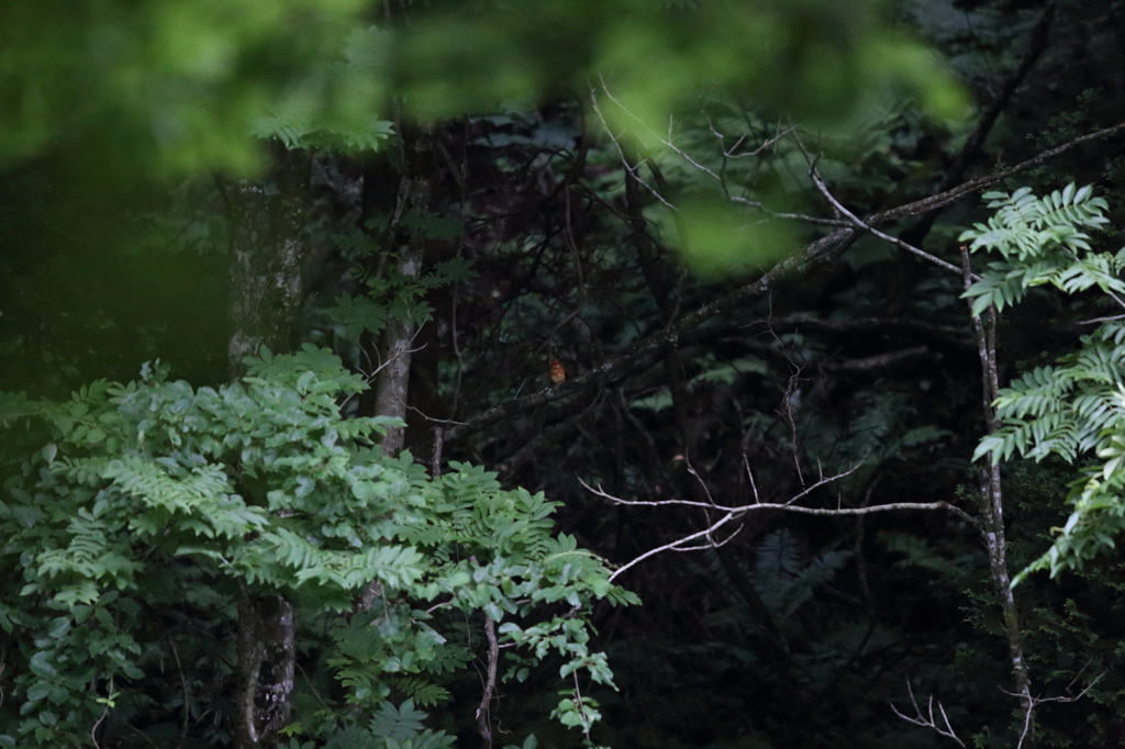 アカショウビン