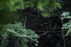 アカショウビン