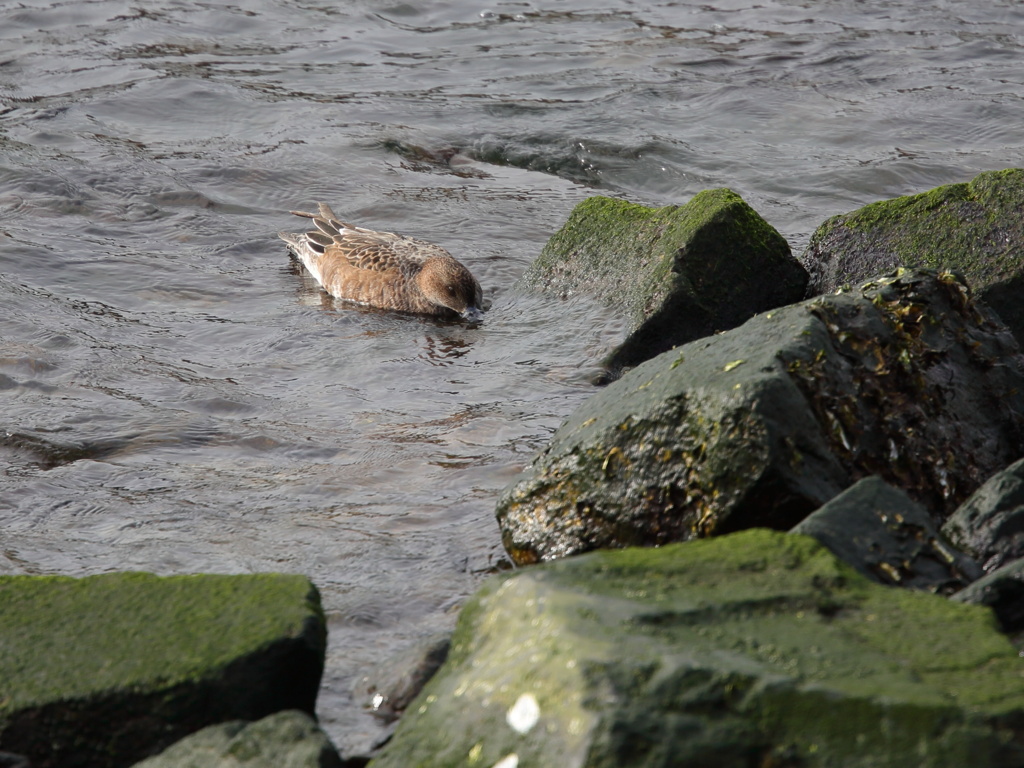 ヒドリガモ・メス