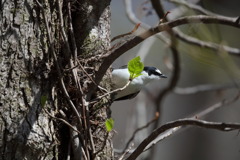 サンショウクイ