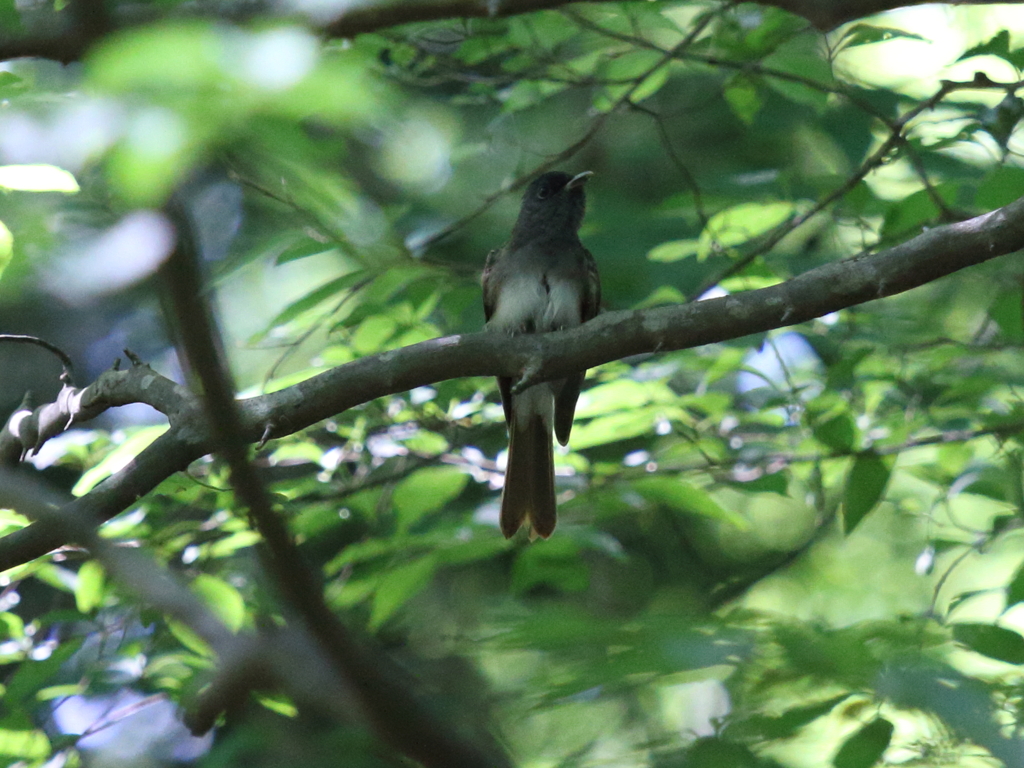 サンコウチョウ