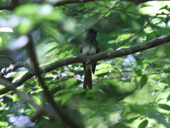 サンコウチョウ