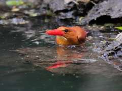 アカショウビン
