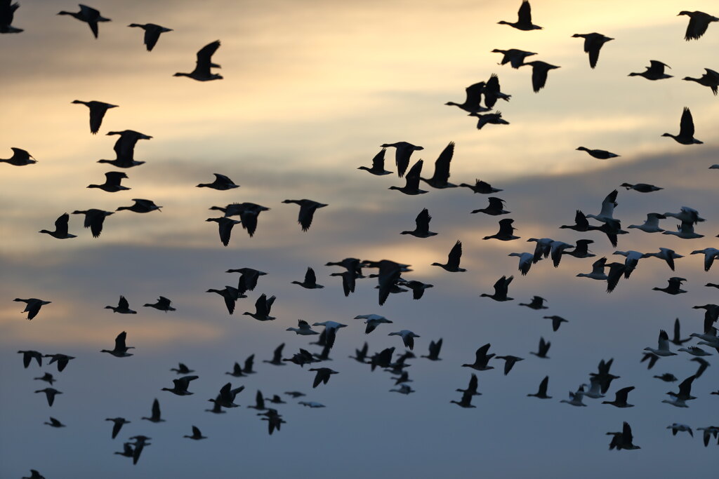 伊豆沼　ハクガン塒立
