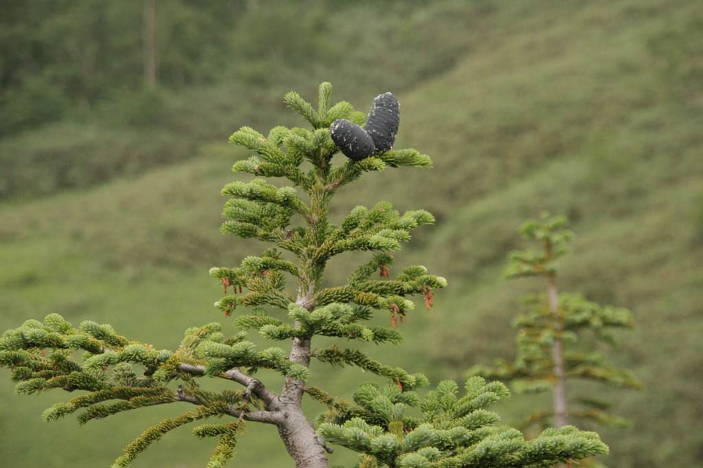 栂のまつぼっくり