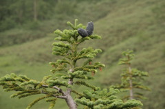 栂のまつぼっくり