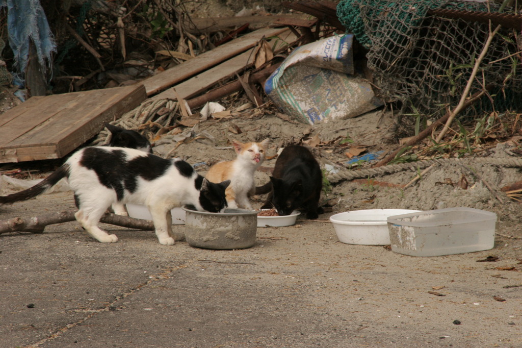 生き延びた猫たち