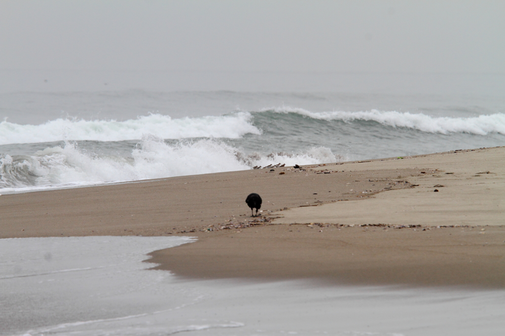 波打ち際のシギ達
