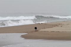 波打ち際のシギ達