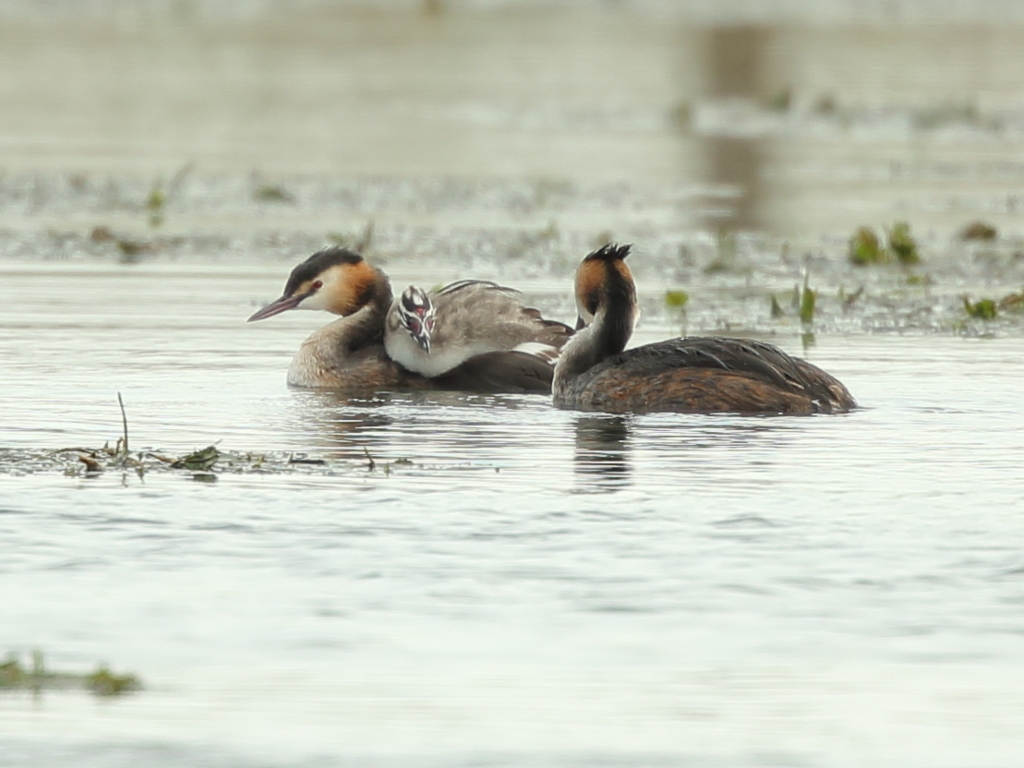 カンムリカイツブリ