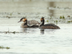 カンムリカイツブリ