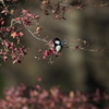 『紅葉と野鳥』