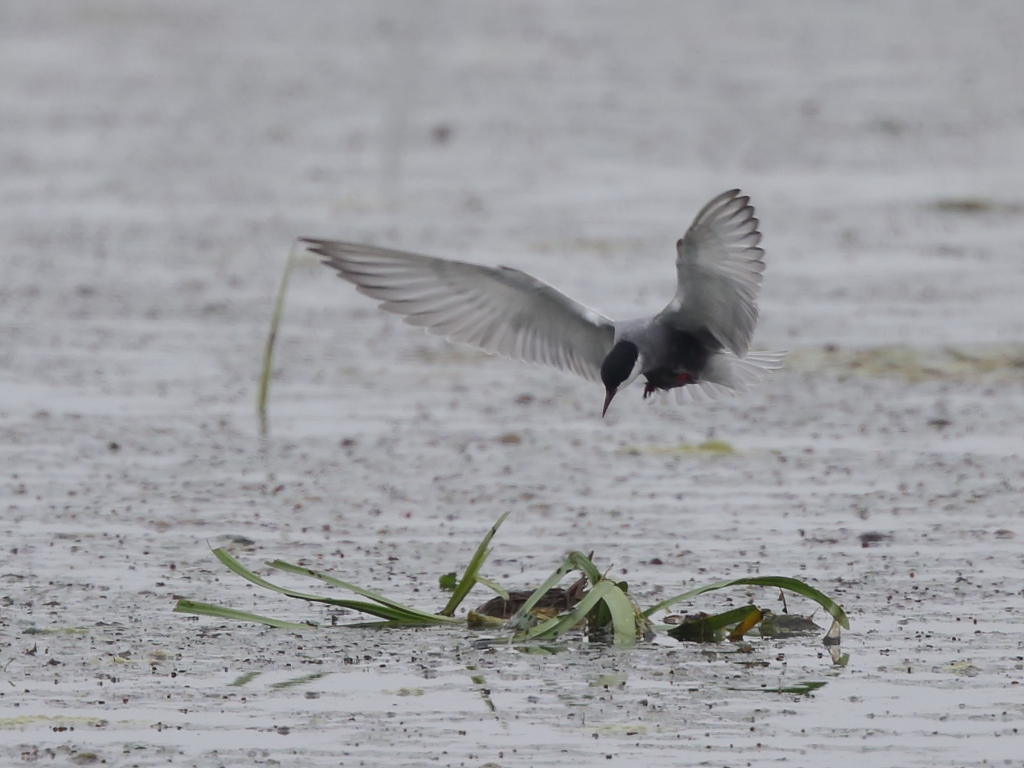 クロハラアジサシ